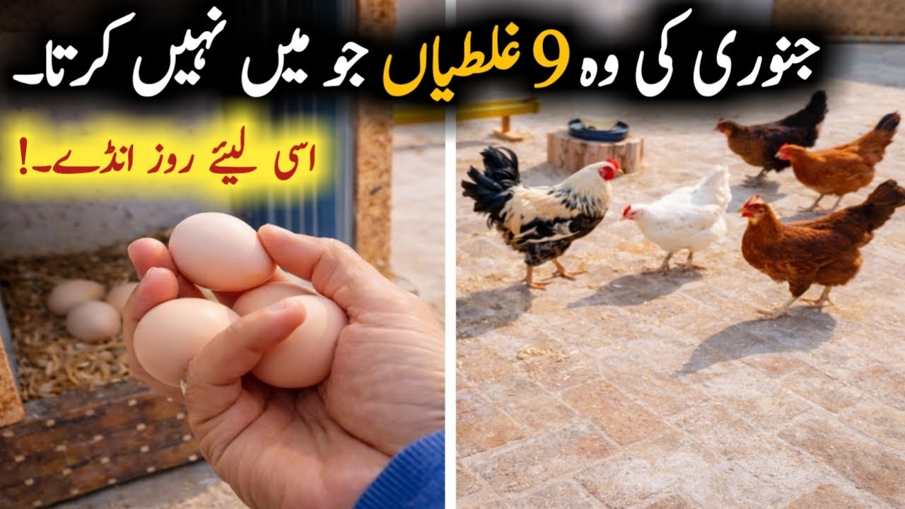 9 Winter Mistakes That Are Killing Your Egg Production & Poultry Profit |Poultry Business Loss cause