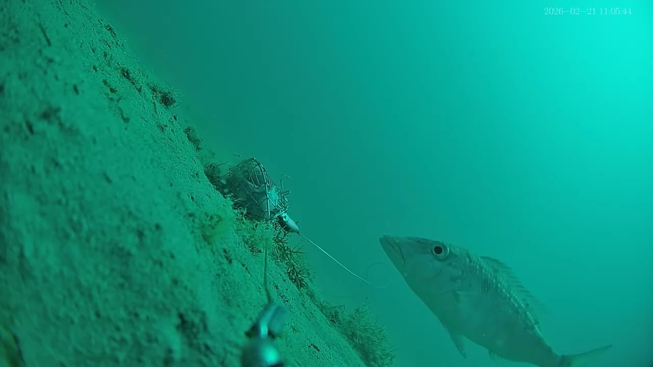 Many hungry fish