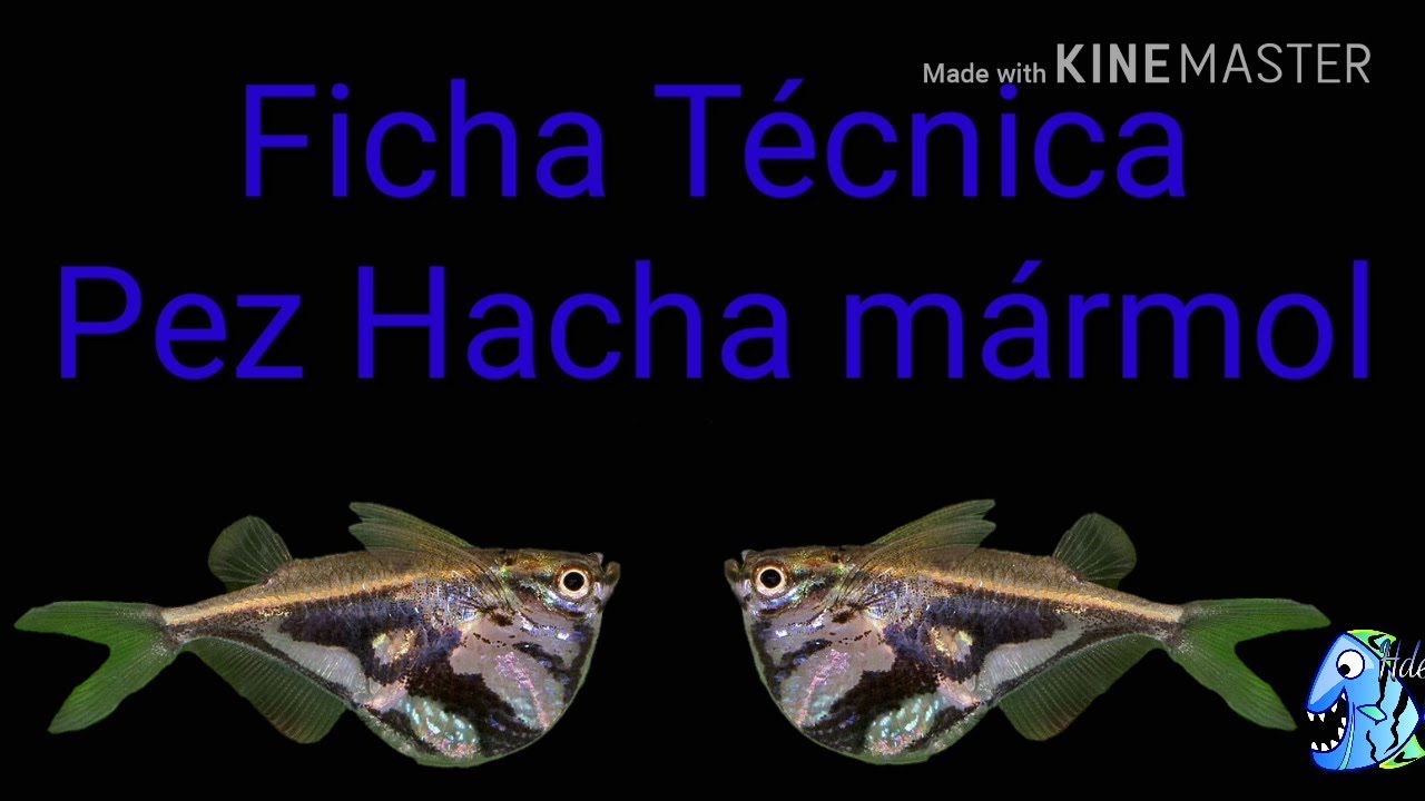 Ficha técnica pez hacha mármol (Carnegiella Strigata)