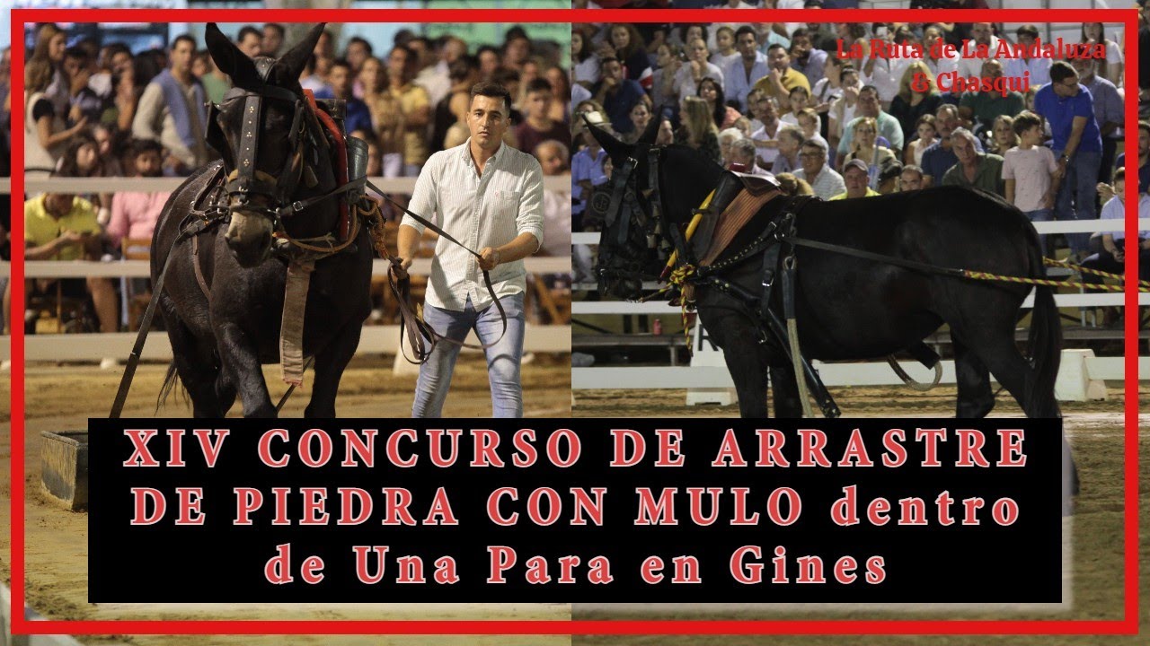 XIV CONCURSO DE ARRASTRE DE PIEDRA CON MULO DENTRO DE UNA PARA EN GINES 2022   Segunda parte