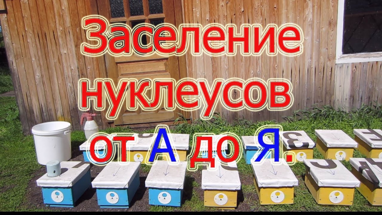 1 часть. ЗАСЕЛЕНИЕ НУКЛЕУСОВ ОТ А ДО Я. для начинающих матководов, простейший способ🔥🔥🔥.