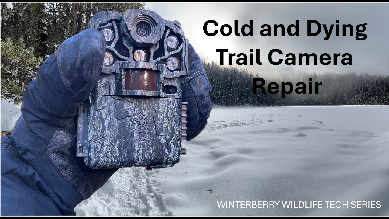 Cold  and Dying Trail Camera Repair   HD 720p