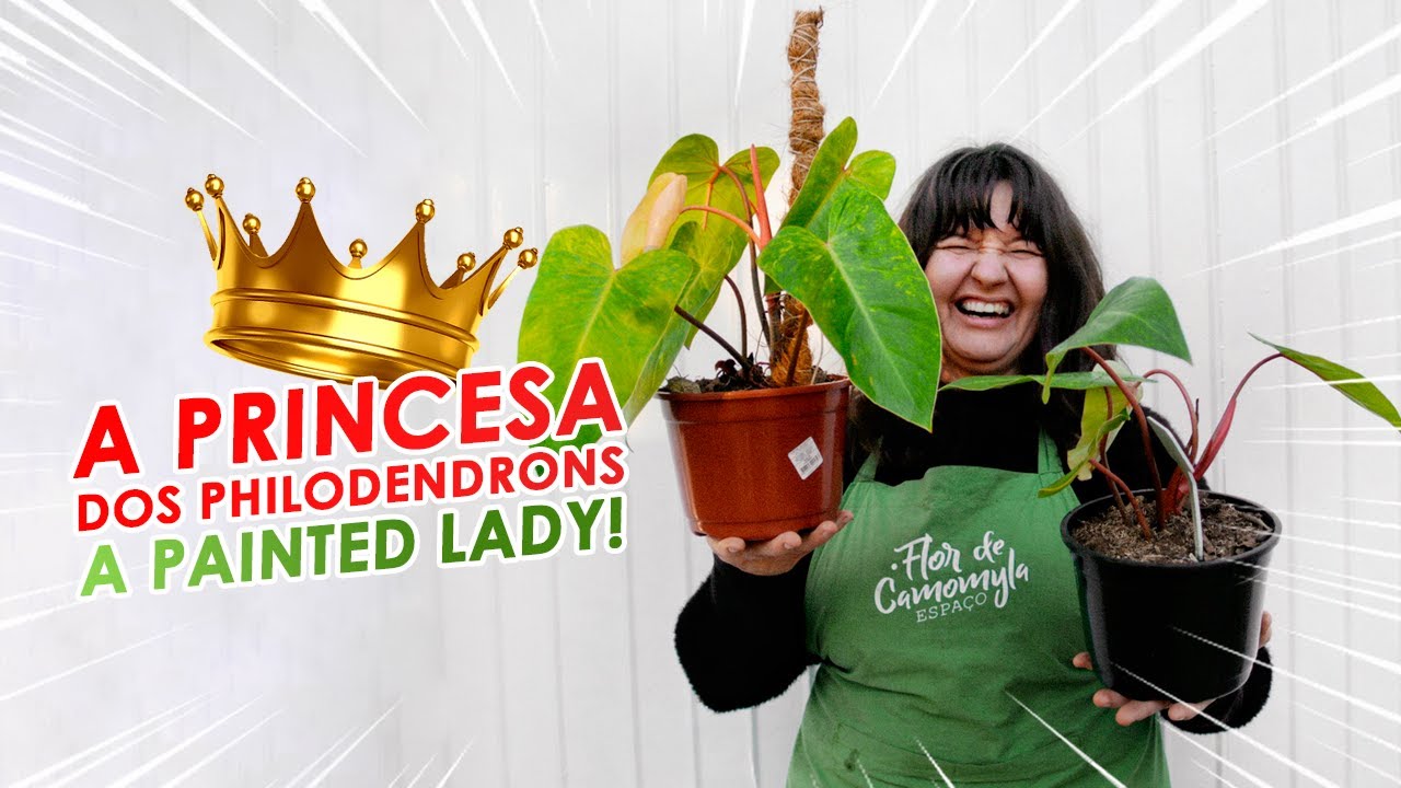 PHILODENDRON  PAINTED  LADY, como cuidar e fazer mudas