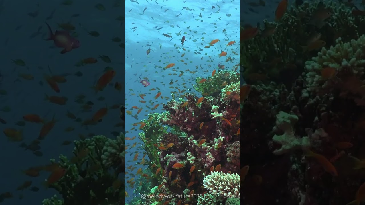 Underwater footage + Music | Reef Relaxation Ambient Nature Film 
