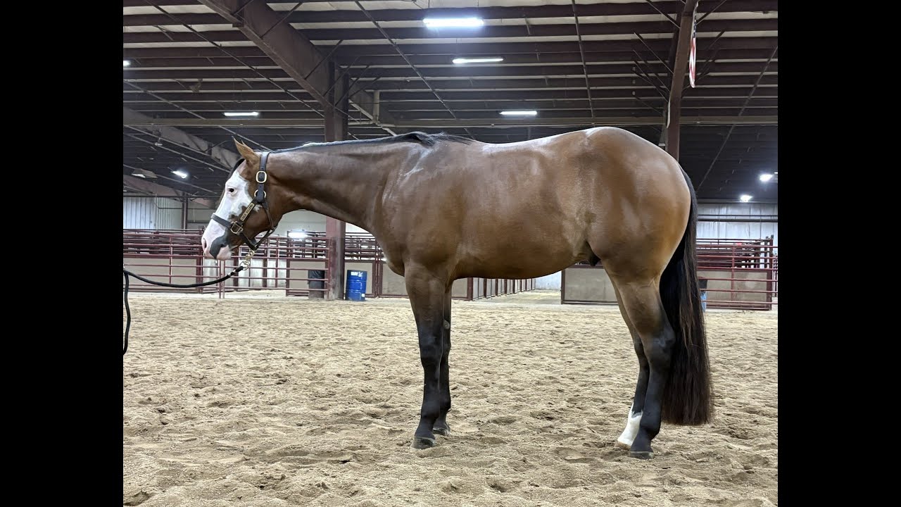 SOLD - 2023 LOPIN LAZY FUTURITY PROSPECT