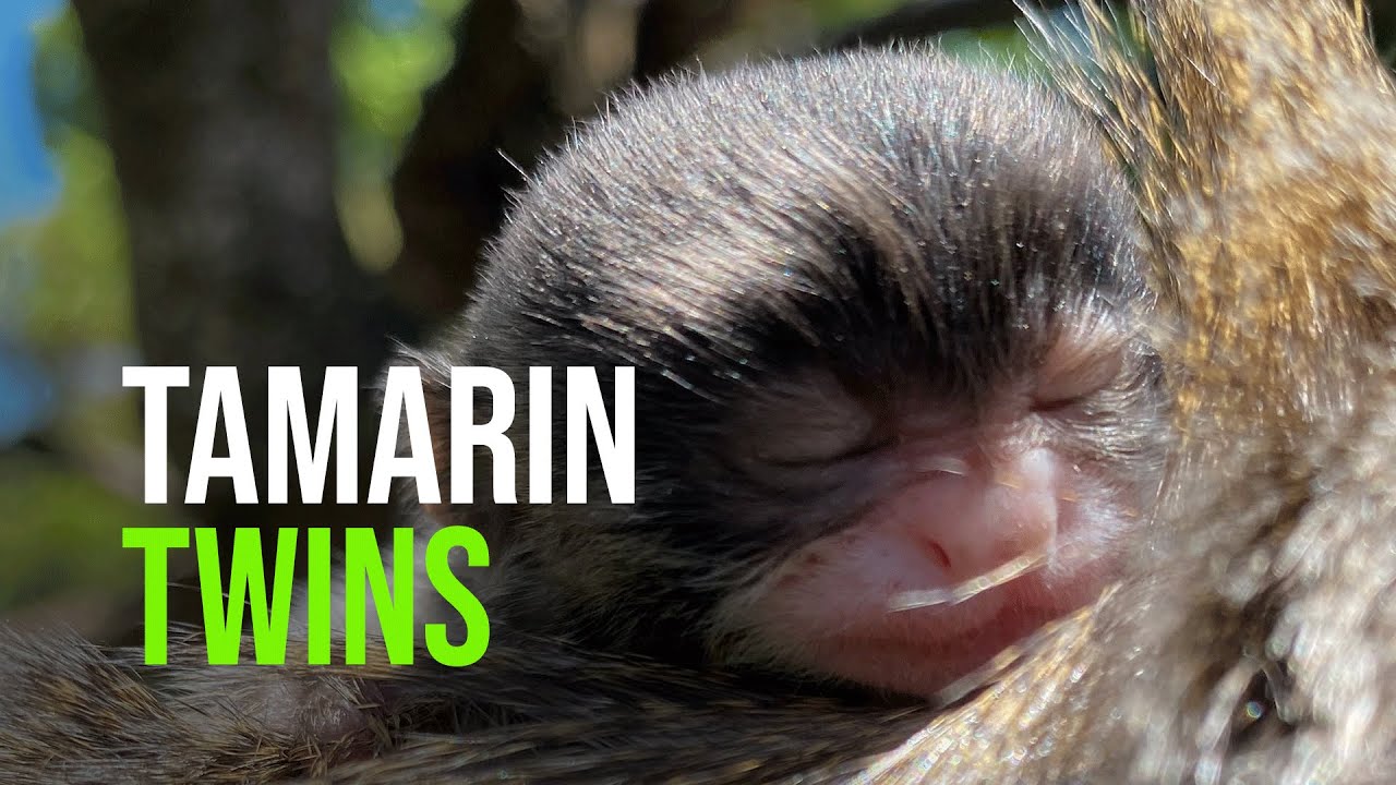 Twinning! Emperor Tamarin Infants Cling to Mom and Dad