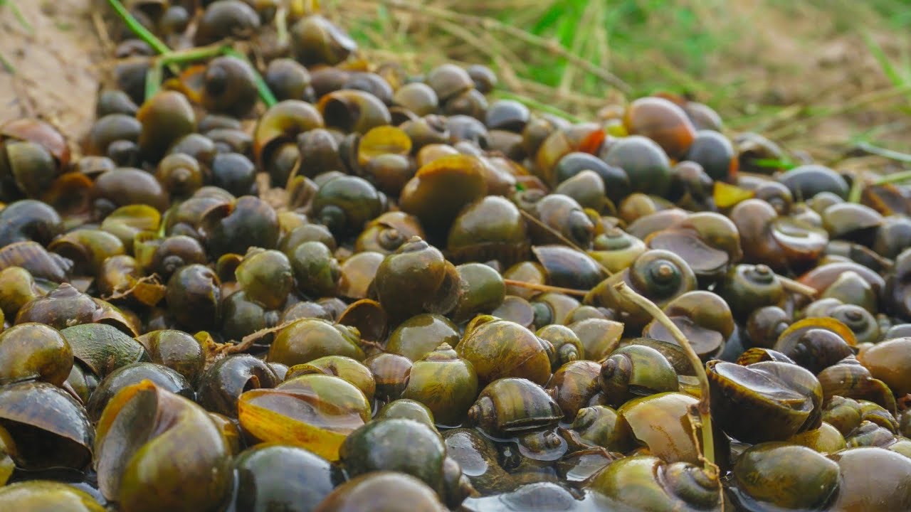 Wow ! A lot of snails in flowing water - A fisherman found many snails at the paddy field