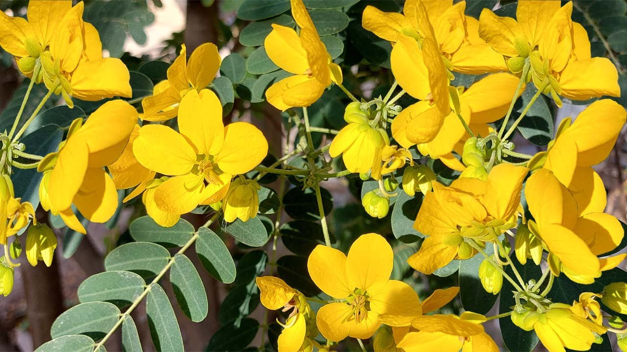 تعلم زراعة شجرة الاكاسيا جلوكا من البذور , Cassia Glauca‏