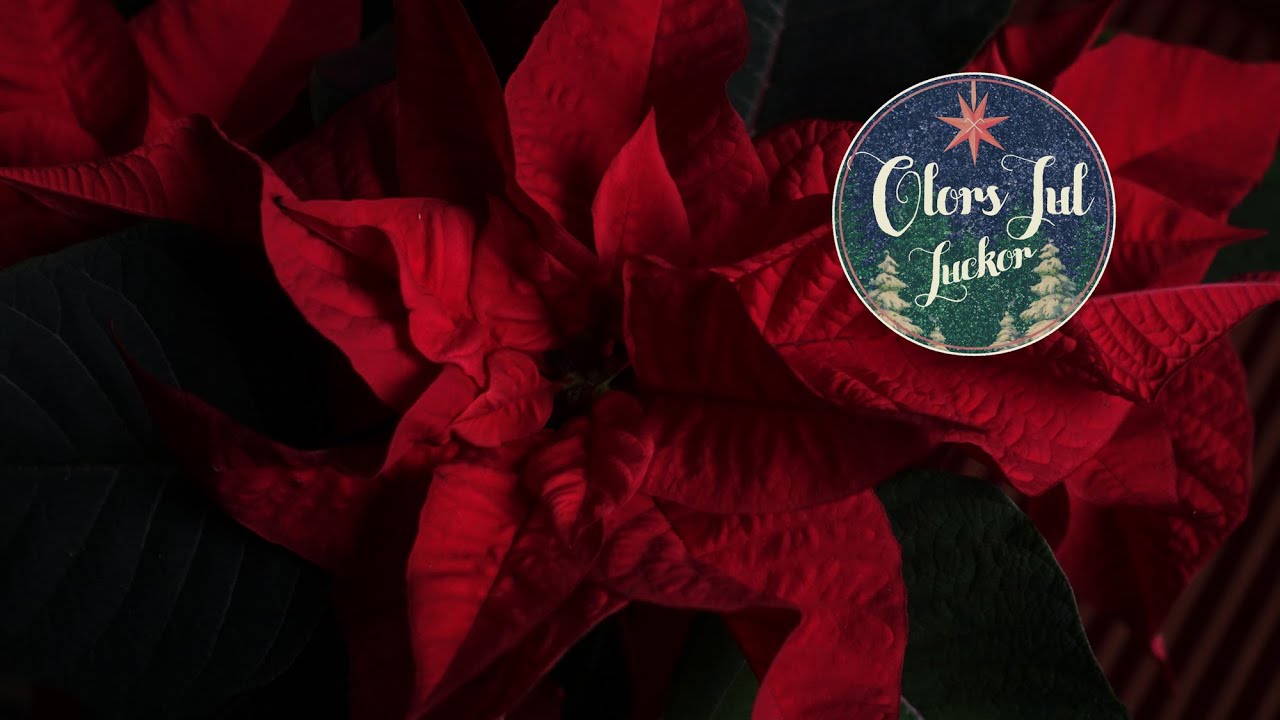 Lucka 12 | Julstjärnan | Poinsettismo | Olors Julluckor