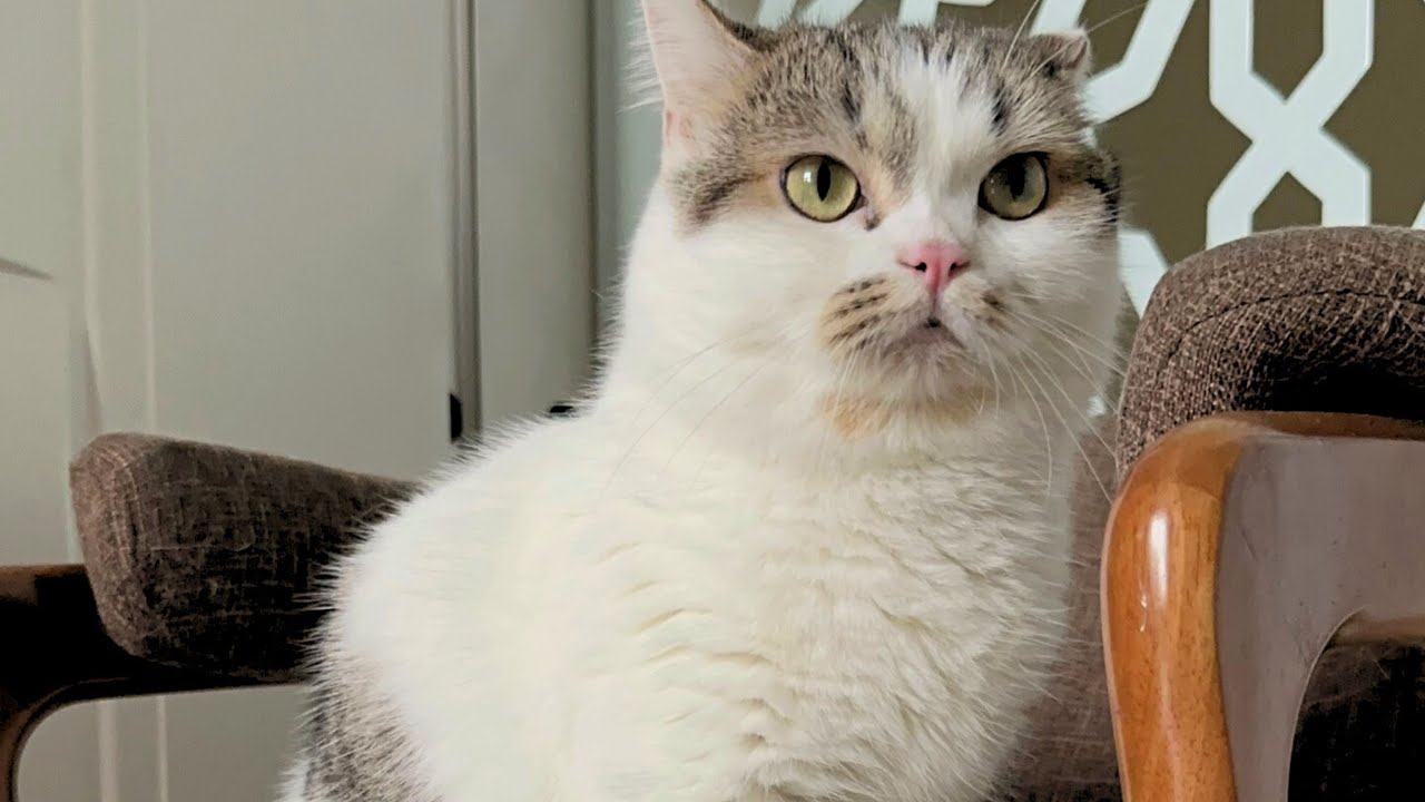 Meowisthebest - Vụ Án Chấn Động