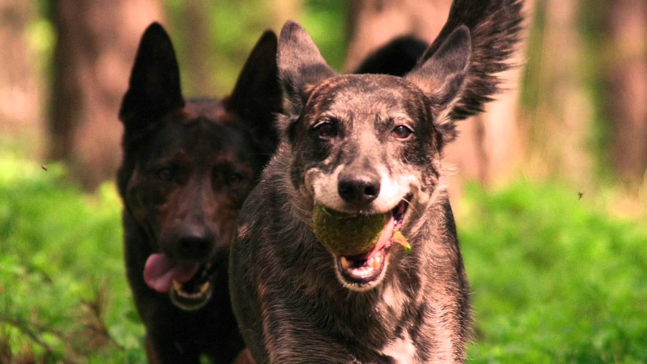 Gray Wolf Ancestor of the Domestic Dog