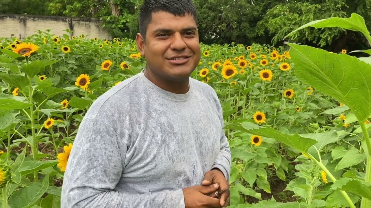 CAMPOS DE GIRASOL