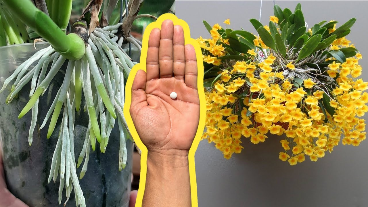 COM APENAS 1 COMPRIMIDO VOCÊ RECUPERA ORQUÍDEAS DE FLORICULTURA E SUPER MERCADO