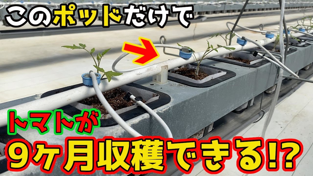 【トマトハウス栽培】少量の土で9ヶ月も栽培できる！ポッド耕の仕組みを紹介します！【農家】