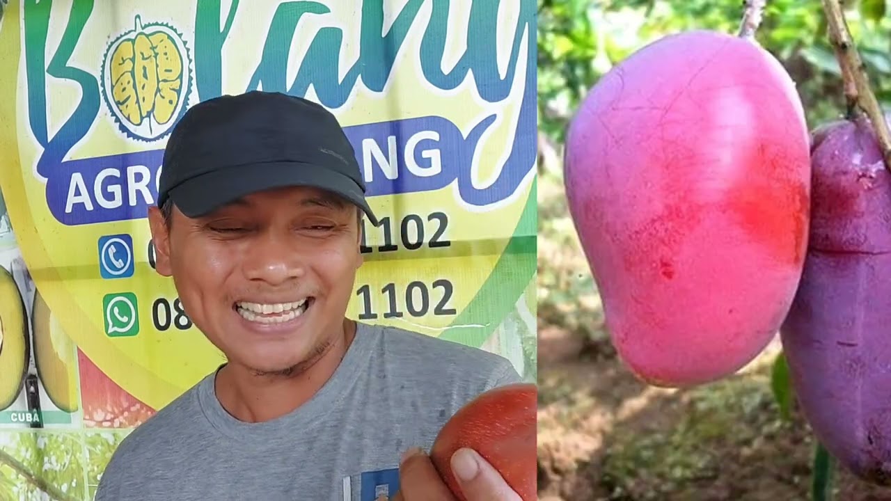 Masih yakin tanam mangga Miazaki ? @bocah_malang #mangoo