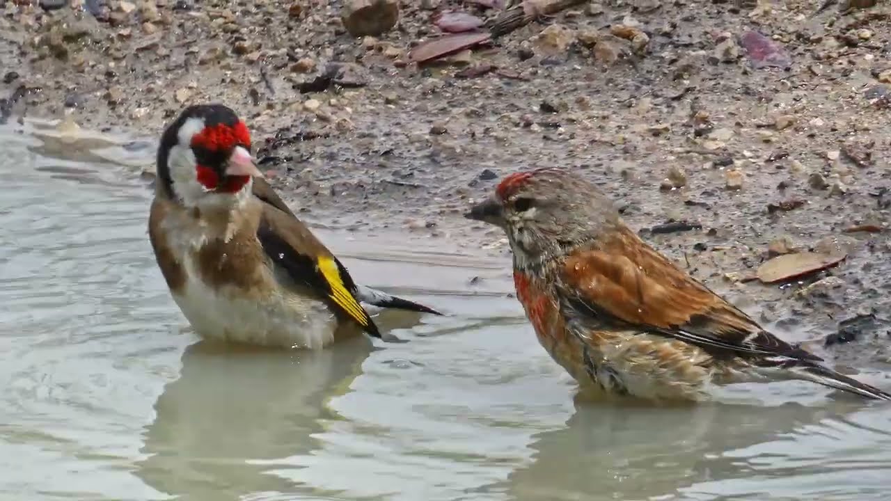 Jilgueros y bichos de esos