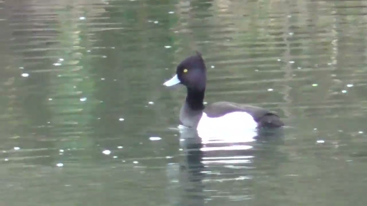 Y0044　Oita River　Snow Falling　Tufted Duck　1 Male