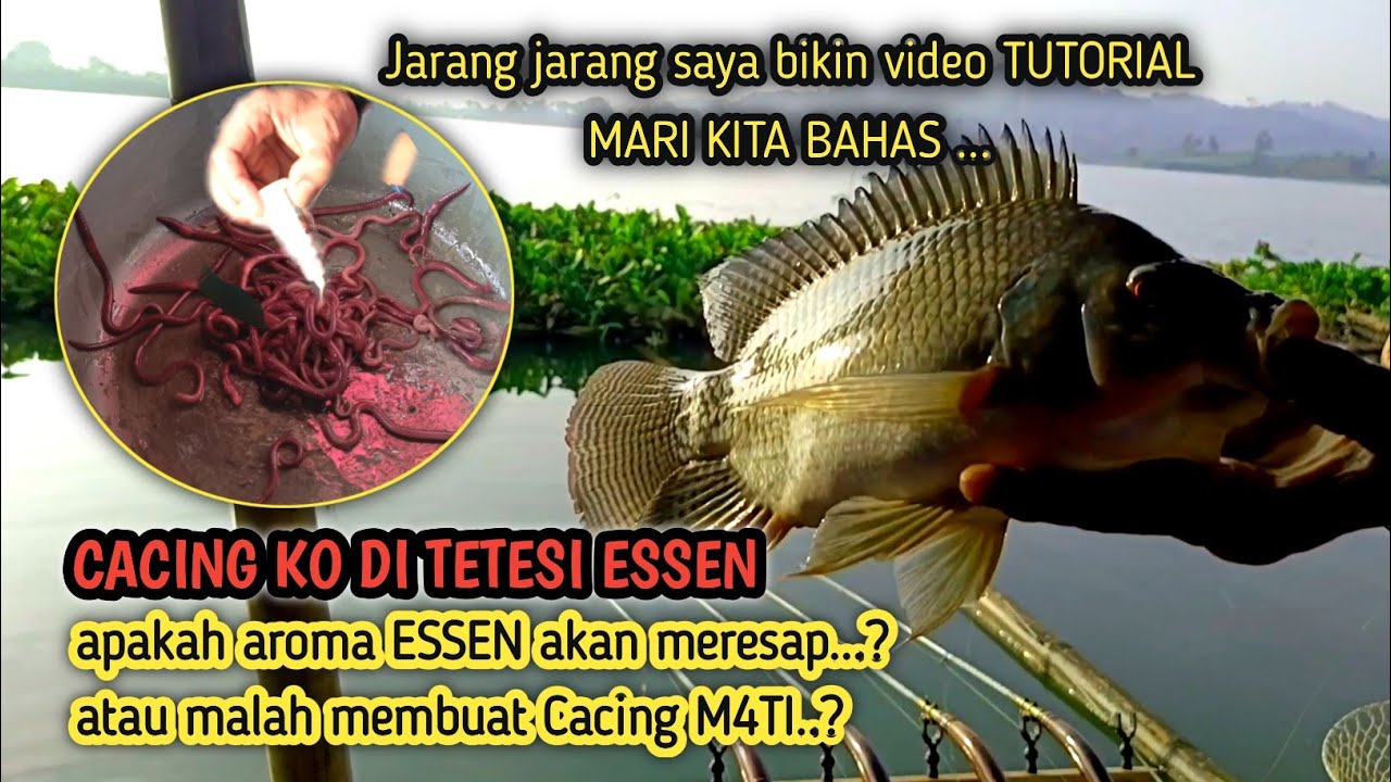 CACING CANTIK ❗Saya kira Cuma ikan kecil yang doyan umpan ini ternyata induk nila juga lahap