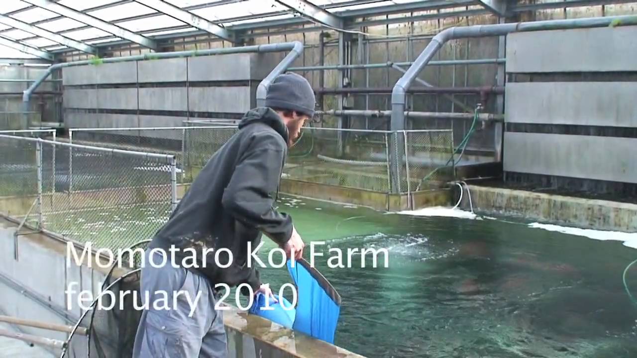 Ginrin Kohaku Momotaro Koi Farm, Diamond-X.mov