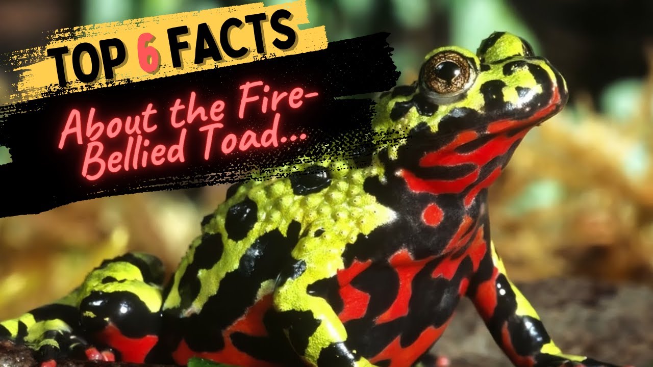 Facts About the Fire Bellied Toad