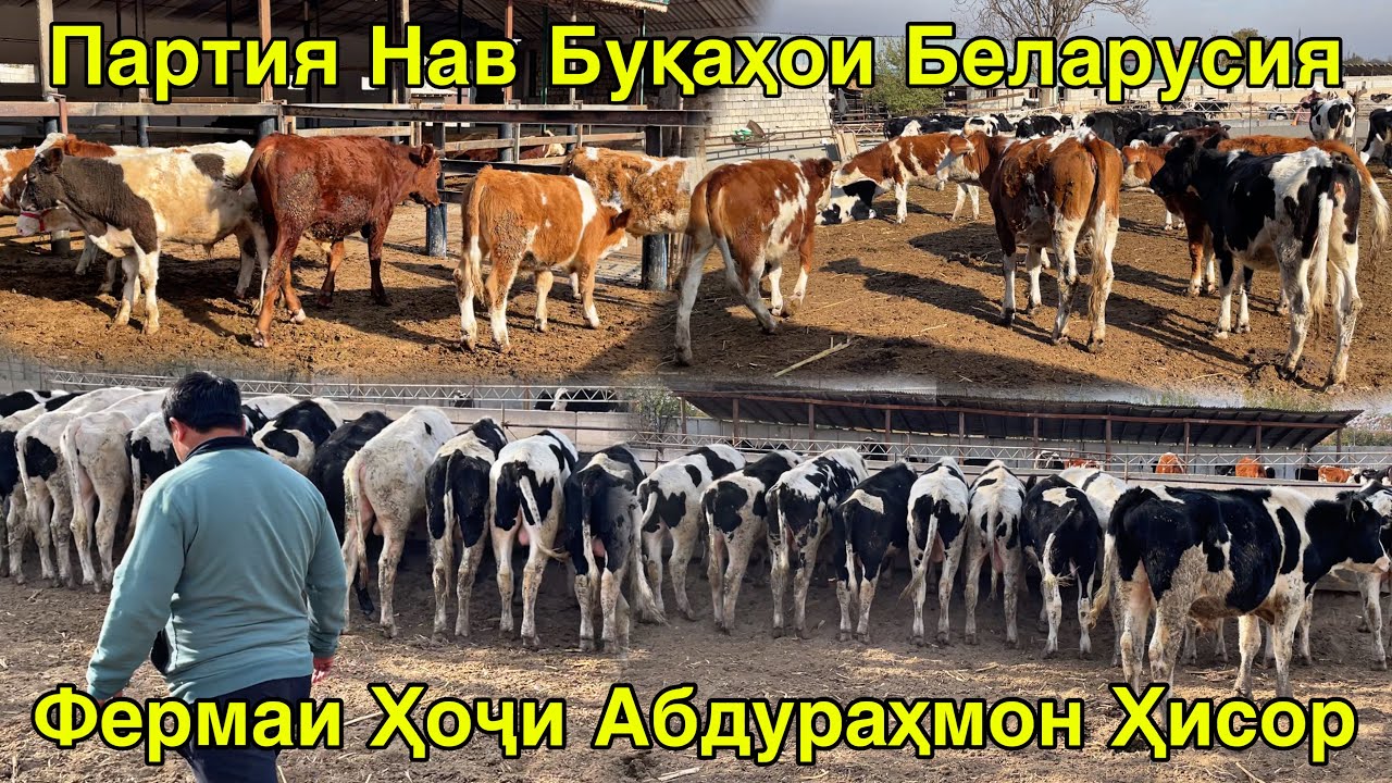 ФЕРМАИ ҲОҶИ АБДУРАҲМОН ҲИСОР БУҚАҲОИ БЕЛАРУСИЯ ОМАД 7 ноября 2025 г.