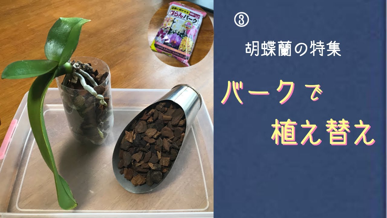 7月雨季　簡単！バーク植えの胡蝶蘭を《洋らんバーク》で植え替えします　多肉植物クーペリー