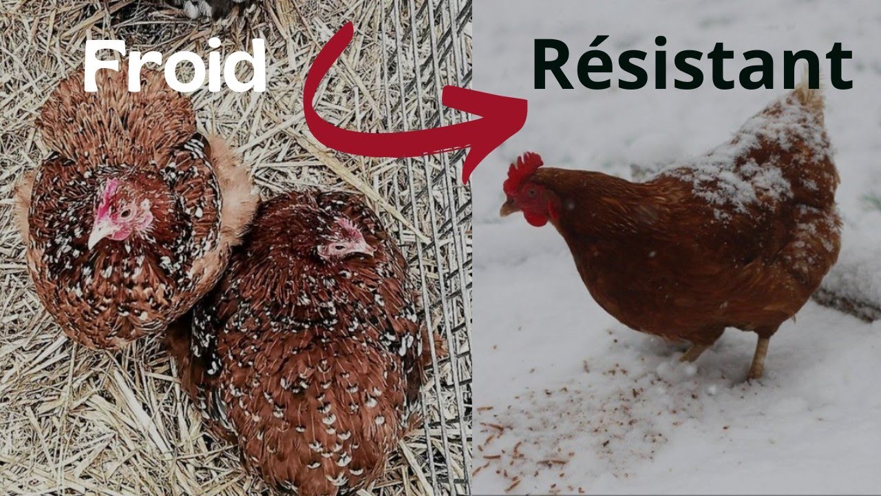 LES 10 POULES QUI R&Eacute;SISTENT PLUS AU FROID 🌨️//Les poules les plus rustiques