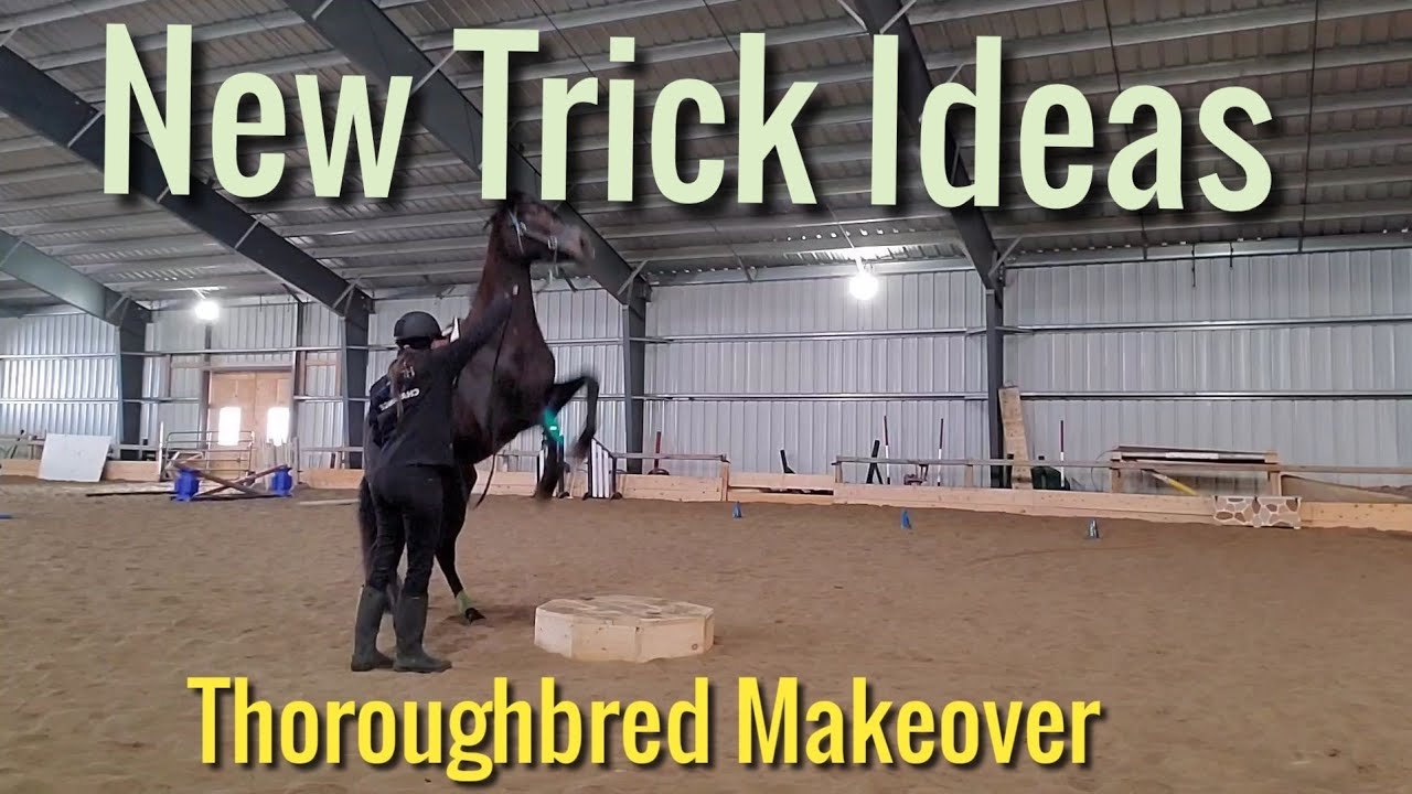 The coolest pedestal trick? Playing with Elysia
