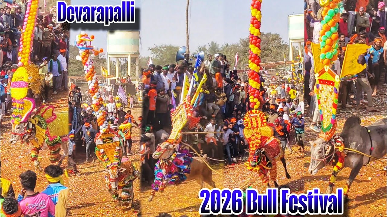 DEVARAPALLI BIG BULL FESTIVAL 🔥💥🔥#trending #bull #eruthukattu #vlog #athu #jallikattu 