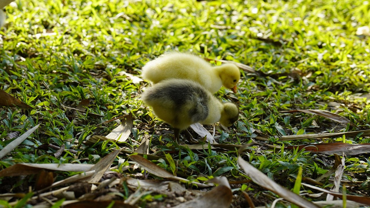 4 goslings play with grass