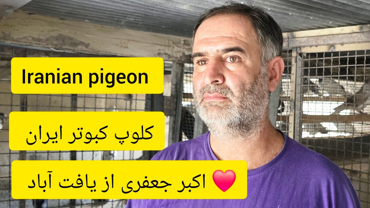 ❤️مهر ماه ۱۴۰۳گزارش و مصاحبه با  آقای اکبر جعفری از تهران _یافت آباد  iranian high flyers pigeon