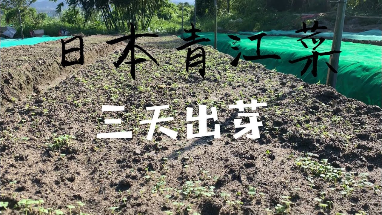 播種青江菜㈠ | 氣候對三天出芽～怎樣做到？【小棠菜】