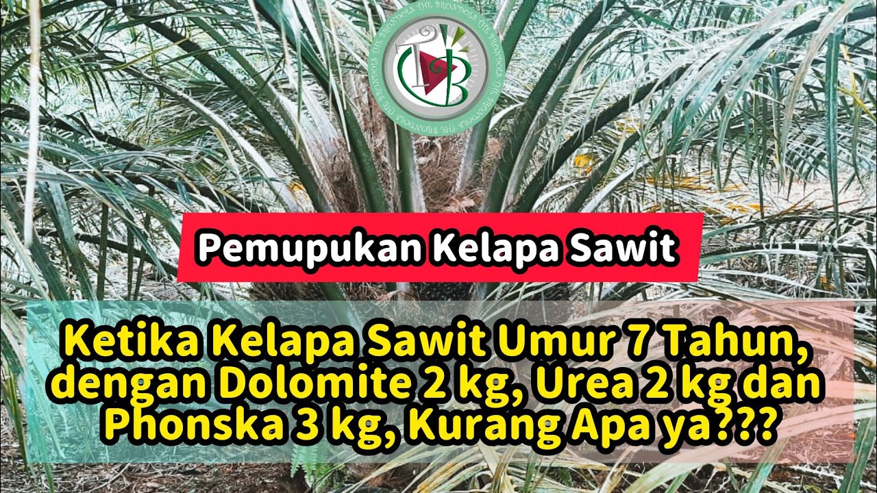 Ketika Kelapa Sawit Umur 7 Tahun, dengan Dolomite 2 kg, Urea 2 kg dan Phonska 3 kg, Kurang Apa ya???