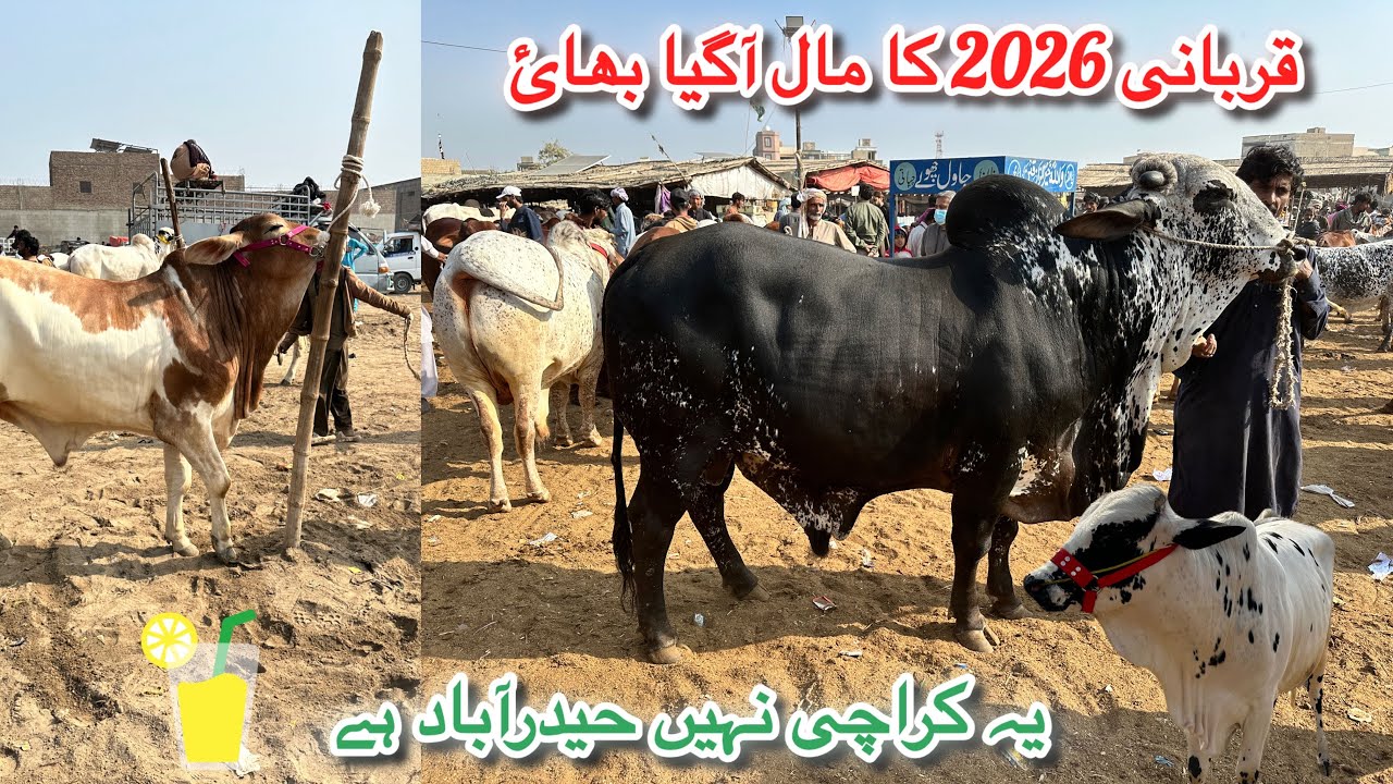 Karachi Cow Mandi Se Hyderabad Bypass Mandi Tak || 6,500 Mein Aisa Soda Yaqeen Nhi Aaya🥸