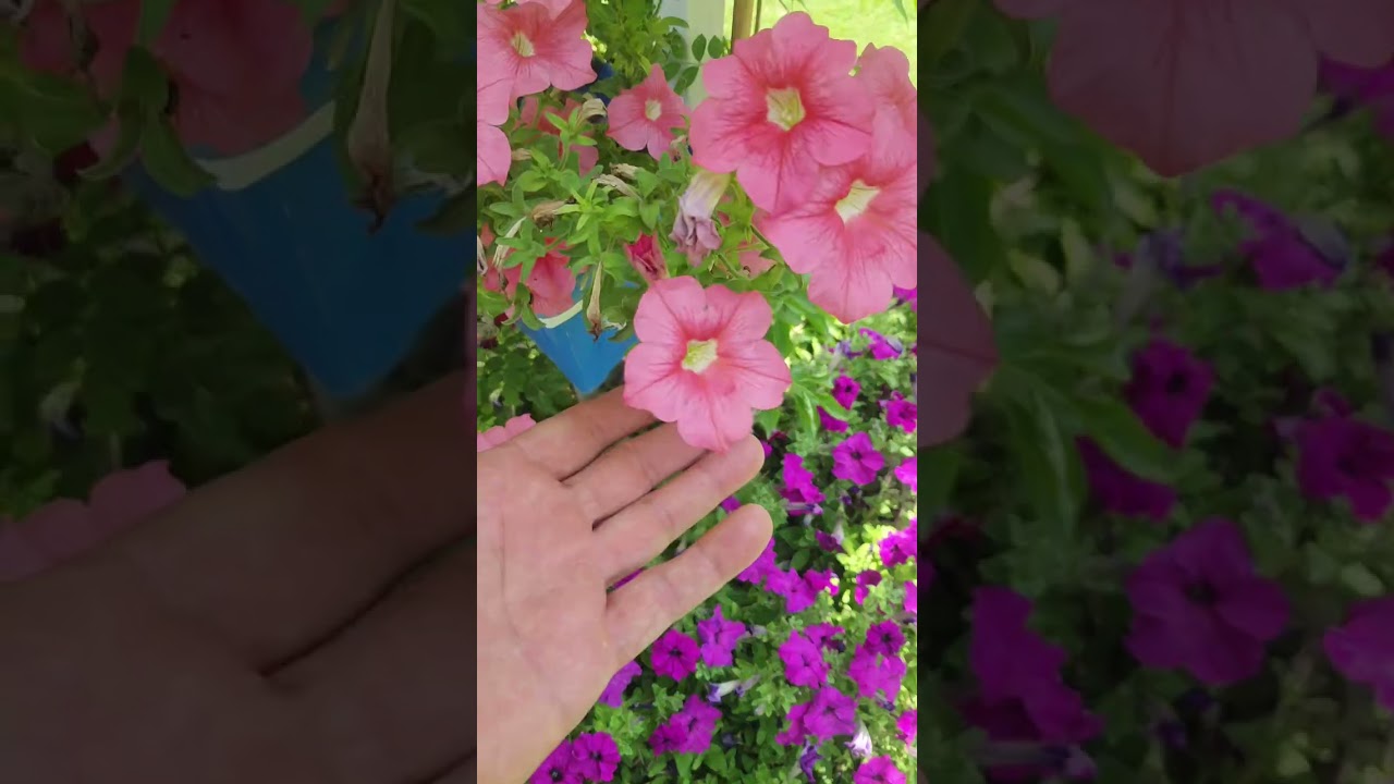 طريقة سهلة لإكثار الياسمين الازرق وجولة في الحديقة المنزلية ⚘️جنتي حديقتي ⚘️