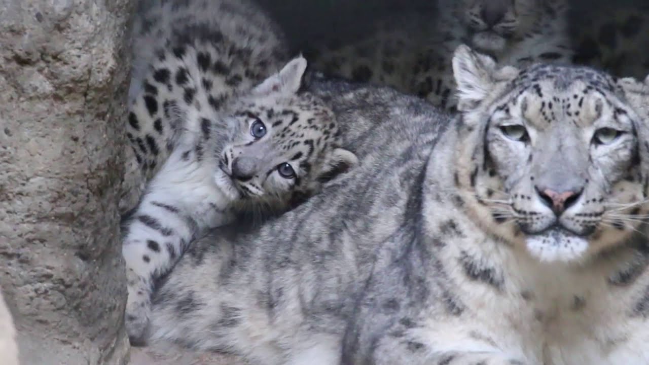 Happy Cats - Snow leopards