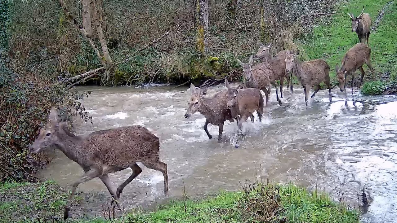 Chasse Cerfs, Sangliers, Chevreuils, Renards / Best Of Saison 2024-2025