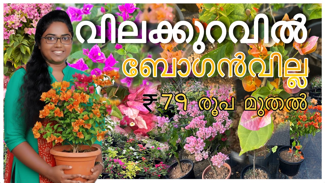 വെറും 79 രൂപ മുതൽ ബോഗൻവില്ല ചെടികൾ! | Low Price Bougainvillea Collection Kerala | Ahava Garden Adoor