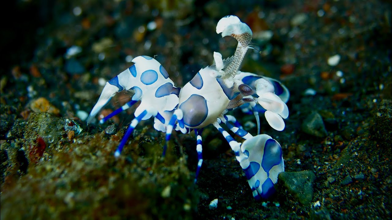 Scuba diving at Mimpi Resort,Tulamben, Bali, USAT Liberty, Indonesia 4k - 2024
