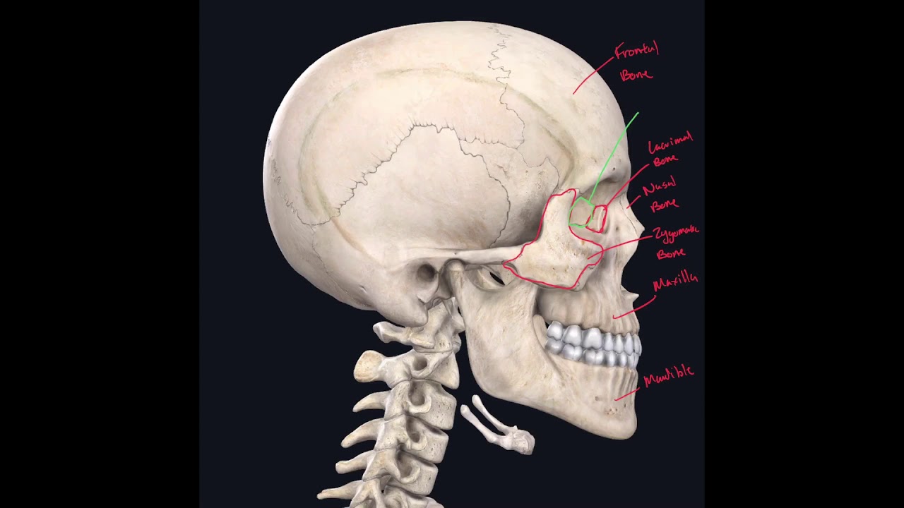 Names of Bones of the Head