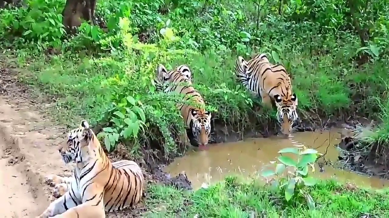 umred karhandla wildlife sanctuary (upkws)