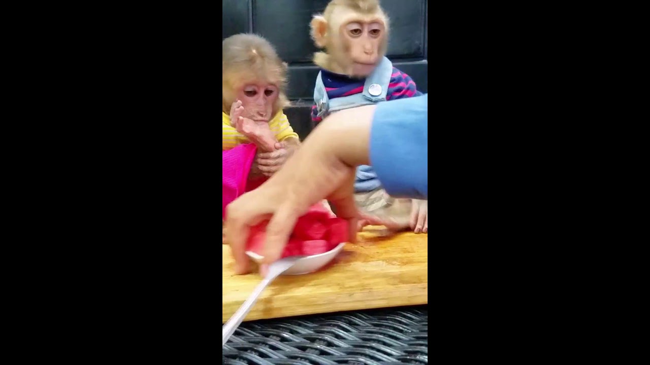 Monkey cute eat fruit with brother yummy #monkey #cute #babymonkey #livestream