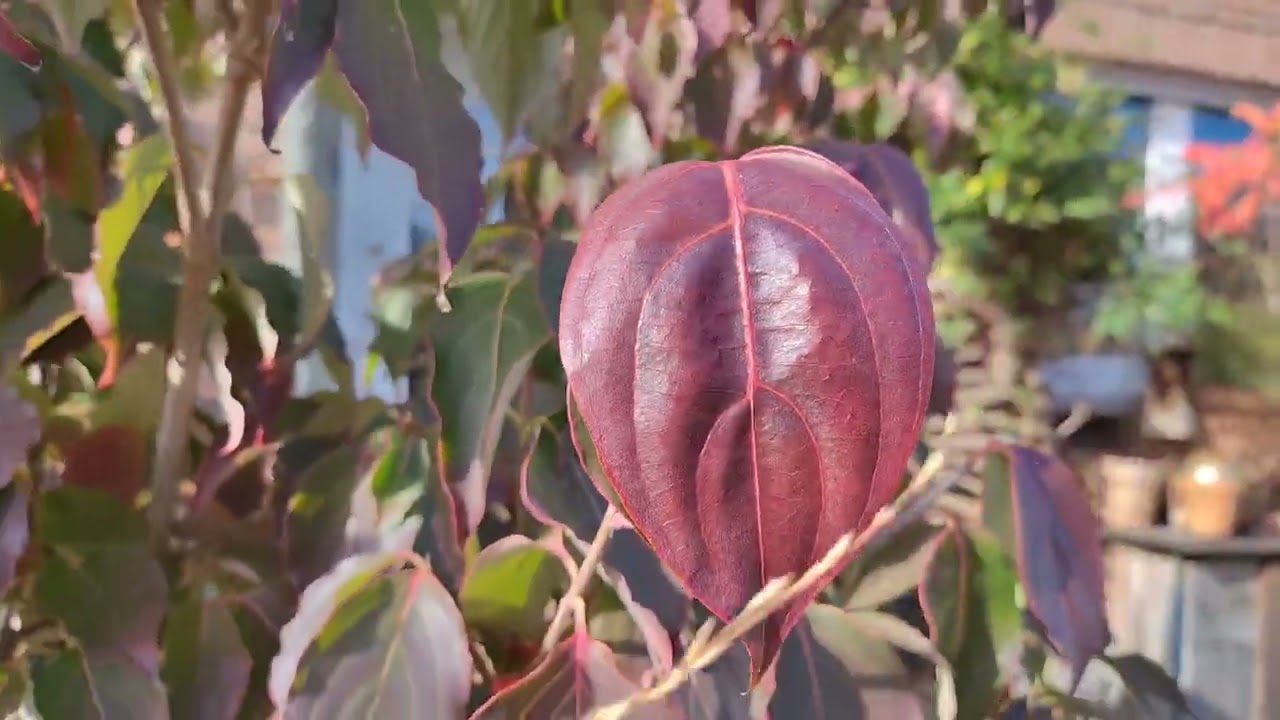 Herbst, Farben und Bl&uuml;ten. Rundgang durch den zwei Jahre alten Garten.