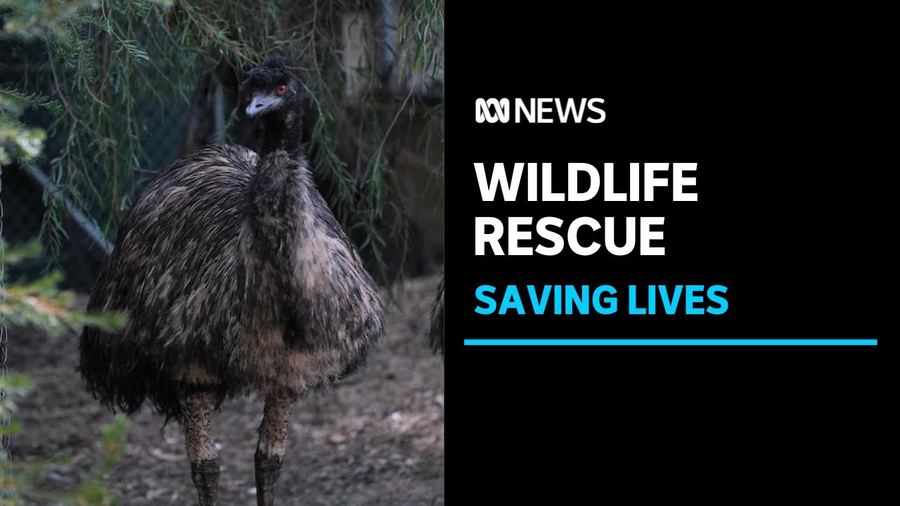 A helping hand for wounded wildlife in Western Australia | ABC News