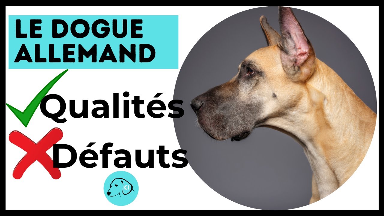 TOUT SAVOIR SUR LE CHIEN DOGUE ALLEMAND 👉 Caractère - Qualités - Défauts