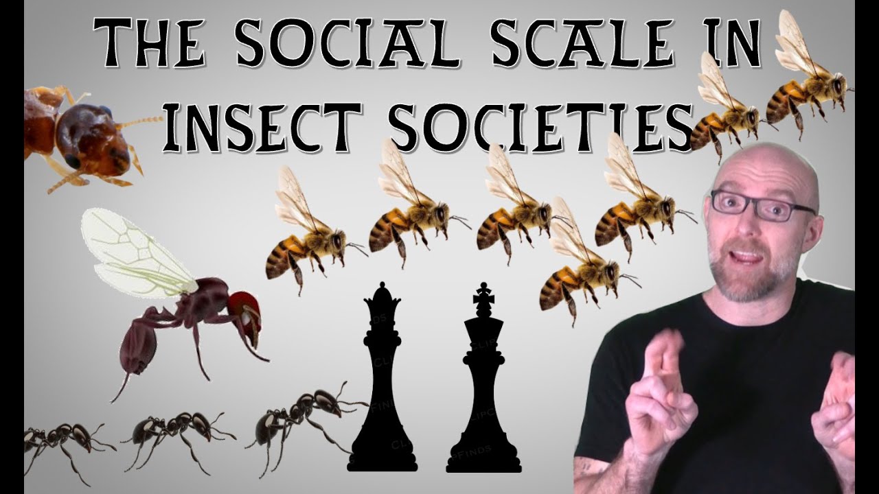 The Social Lives of Insects Ep1: The Social Scale