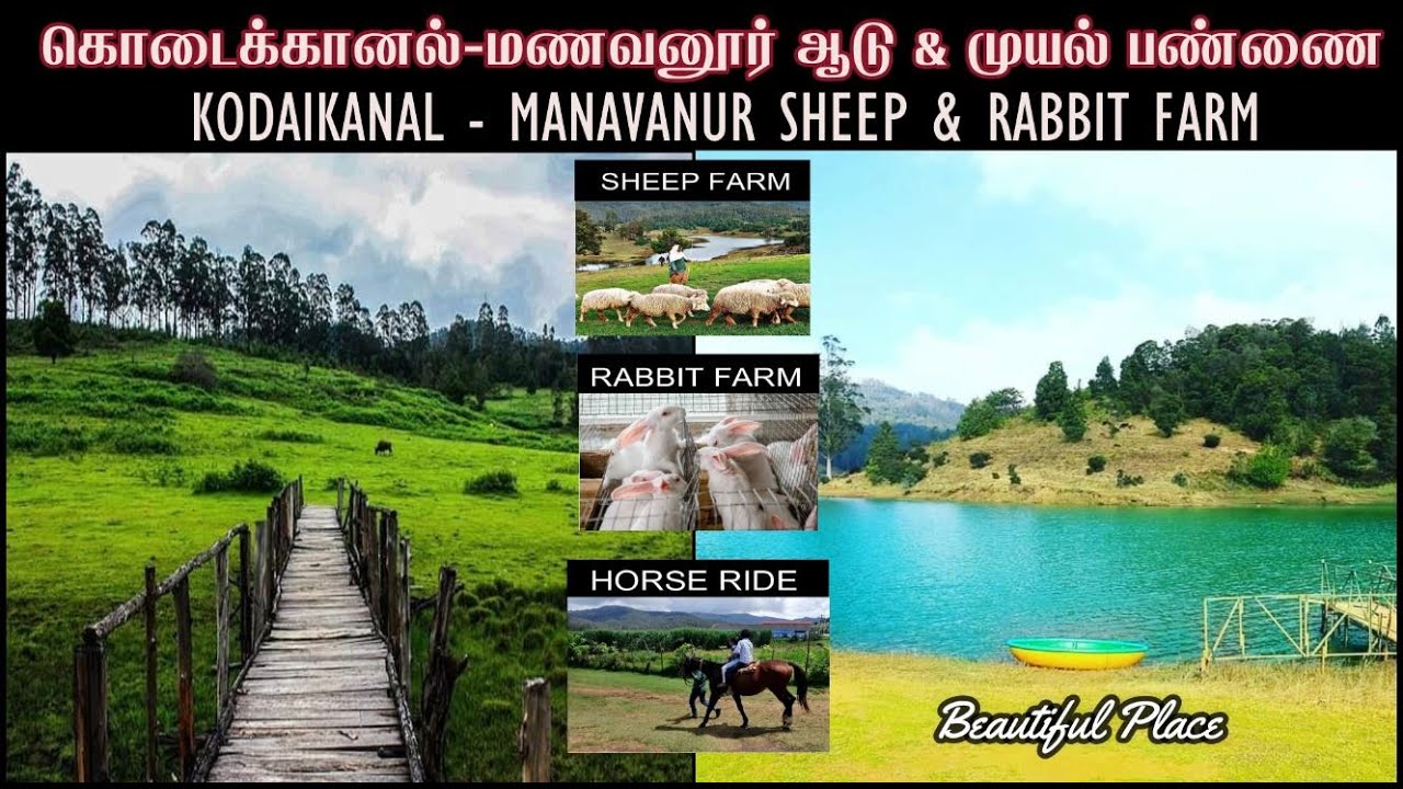 Kodaikanal Mannavanur Village Farm | Mannavanur  Sheep and Rabbit Farm | Mannavanur Vlog