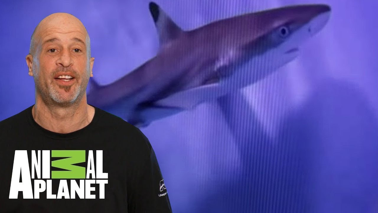 Un acuario gigante con tiburones | Con el agua al cuello | Animal Planet