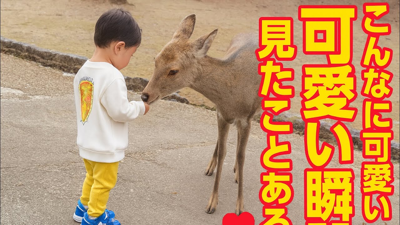 奈良公園で生まれた感動の瞬間｜子どもと優しい鹿 🦌