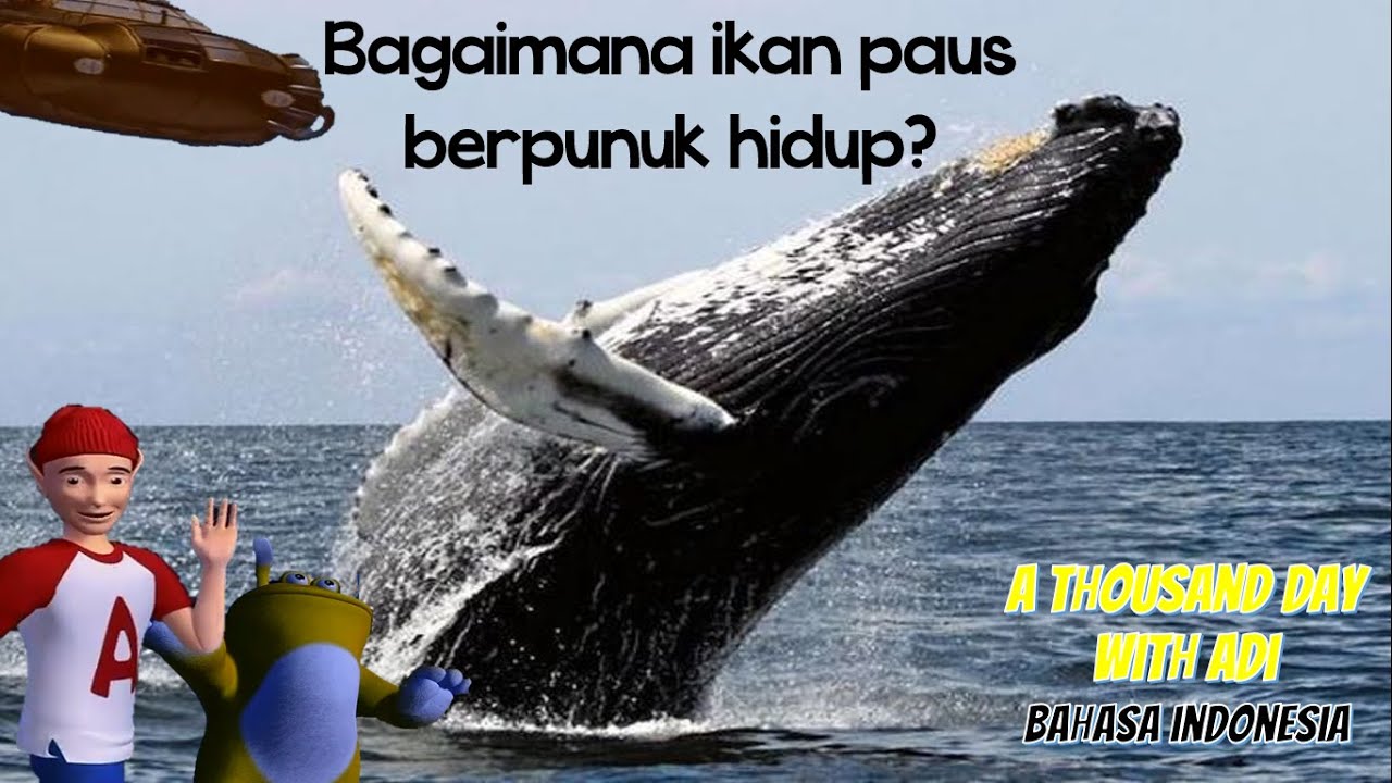 BAGAIMANA IKAN PAUS BERPUNUK HIDUP I A THOUSAND DAY WITH ADI BAHASA INDONESIA
